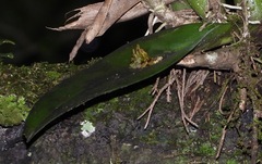Acianthera circumplexa, photograph (c) Grete Pasch, some rights reserved (CC BY)