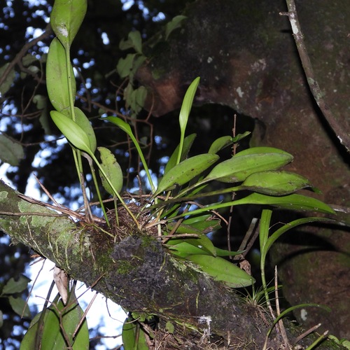 Acianthera circumplexa, photograph 4