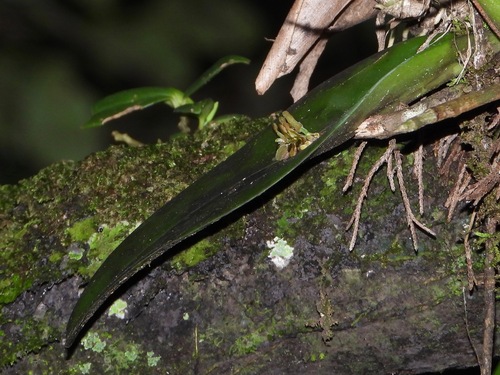 Acianthera circumplexa, photograph 5