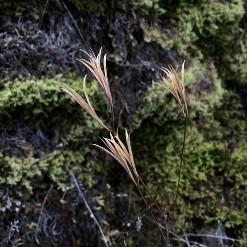 Clarkia amoena