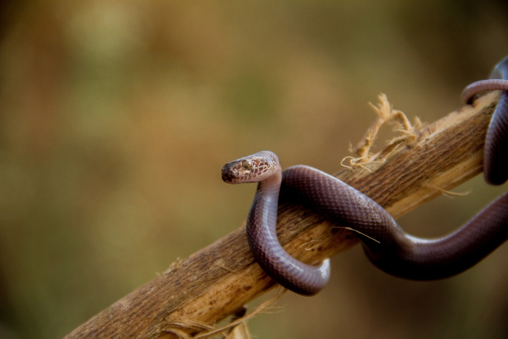 Brown House Snake (Snakes of Niger) · iNaturalist