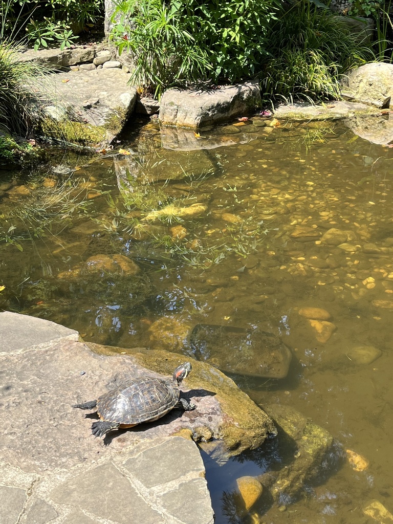 Redeared Slider from UNC Charlotte, Charlotte, NC, US on August 2
