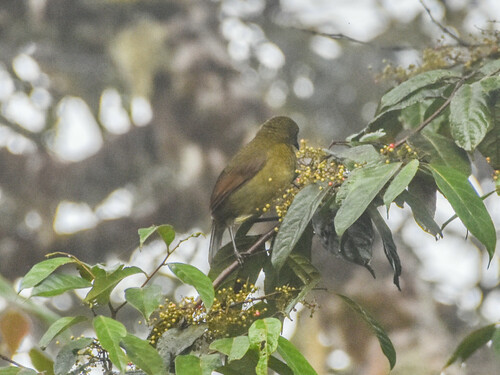 Loria's Satinbird (Cnemophilus loriae), photo 3