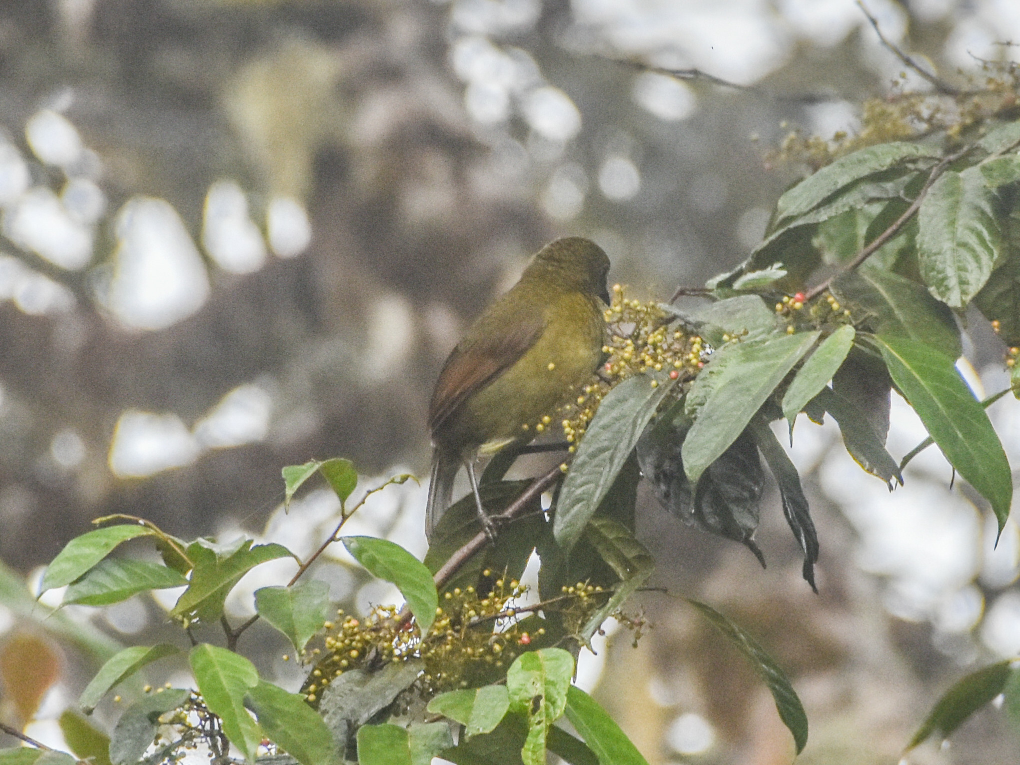 Loria's Satinbird (Cnemophilus loriae), photo 3