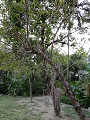 Leuenbergeria guamacho