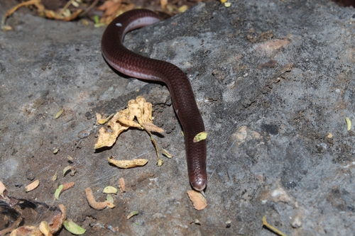 Photo of a Giant Blind Snake (Rena maxima)
