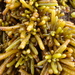 Zig-zag Seaweed - Photo (c) Kate, some rights reserved (CC BY-NC), uploaded by Kate