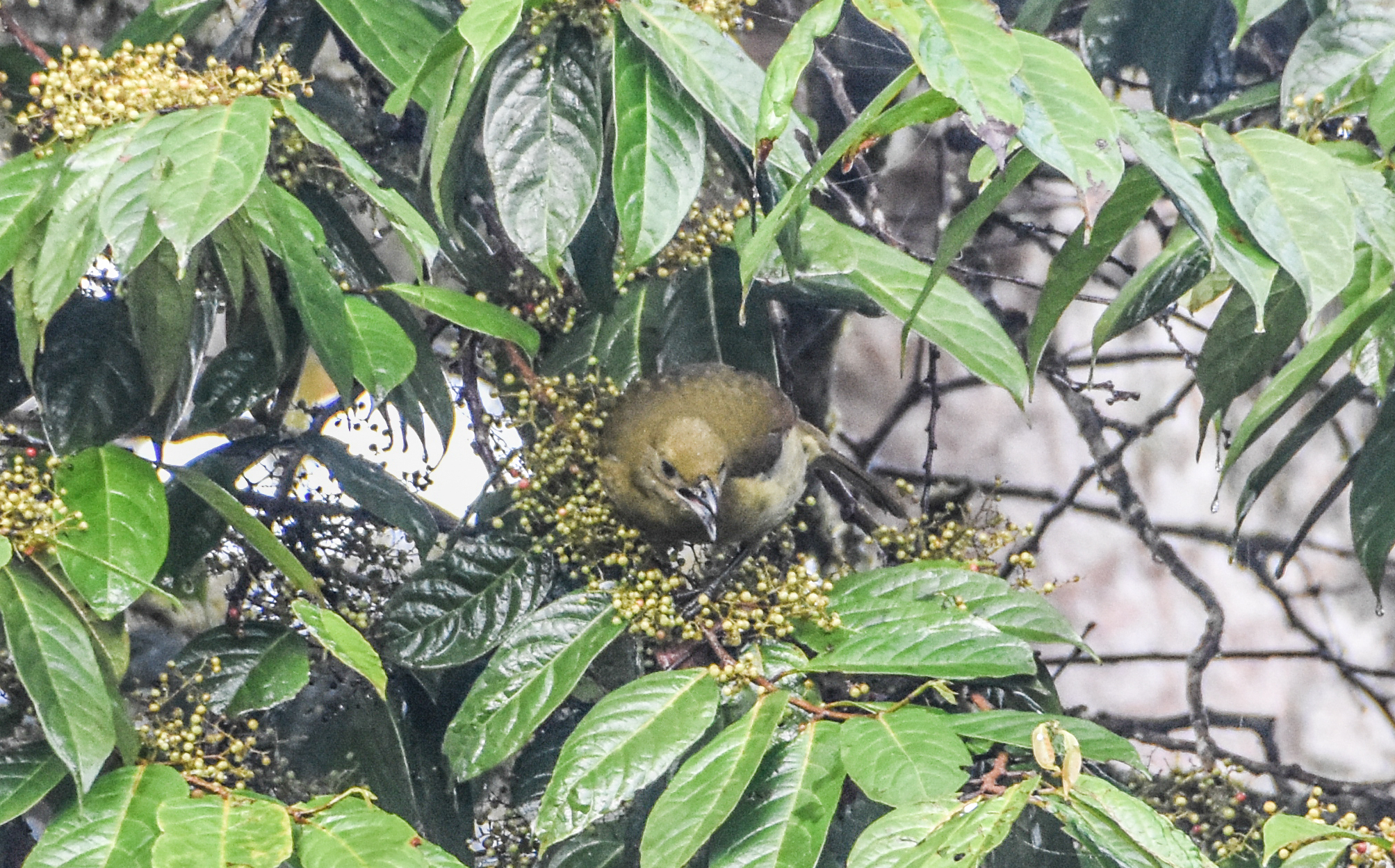 Loria's Satinbird (Cnemophilus loriae), photo 4