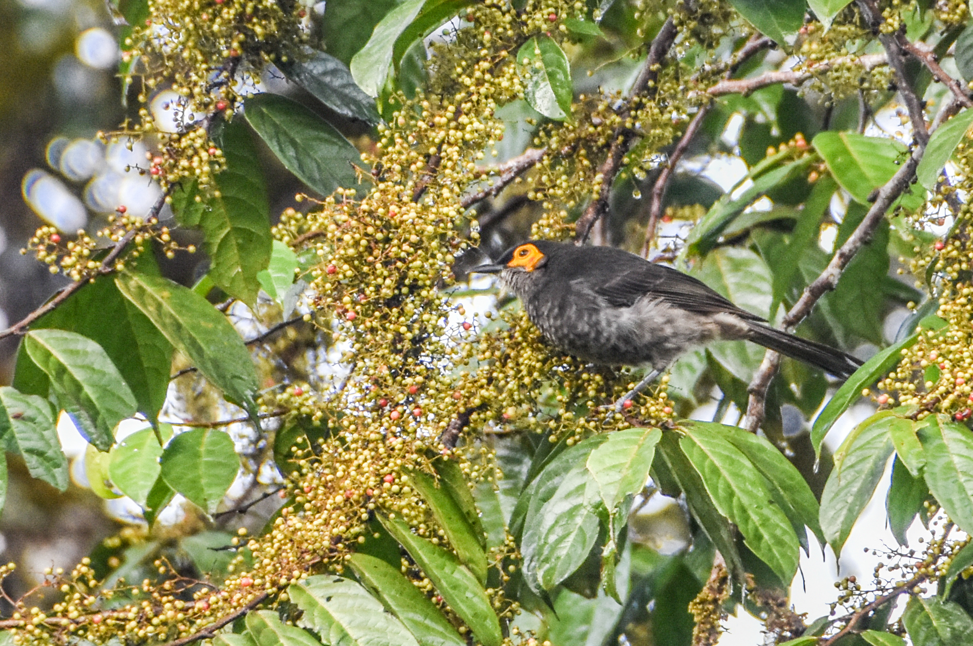 Common Smoky Honeyeater (Melipotes fumigatus), photo 9