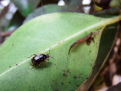 Deraeocoris apicatus