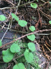 Nertera dichondrifolia