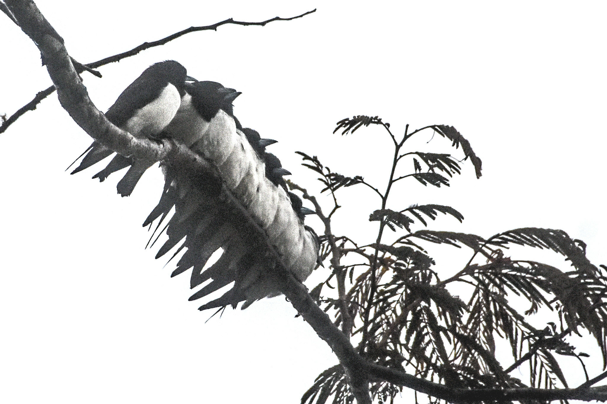 Great Woodswallow (Artamus maximus), photo 4