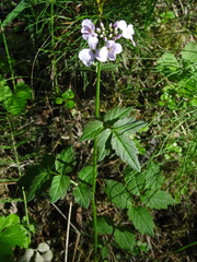 Cardamine macrophylla