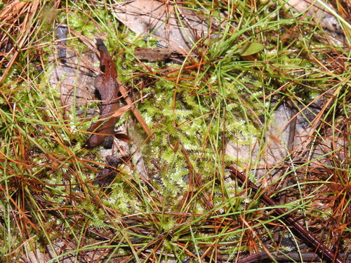 Image of Isopterygium tenerum by no rights reserved