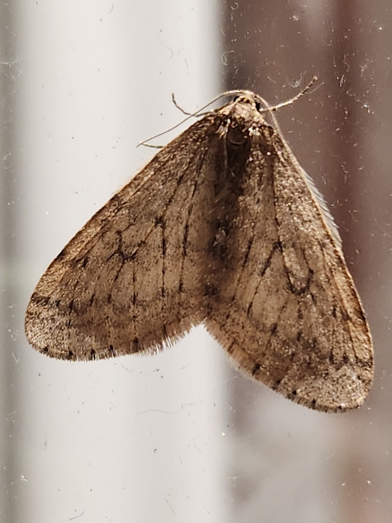Bruce Spanworm Moth from Mountainhome, PA, USA on November 15, 2023 at ...