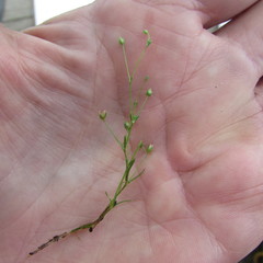 Sagina decumbens