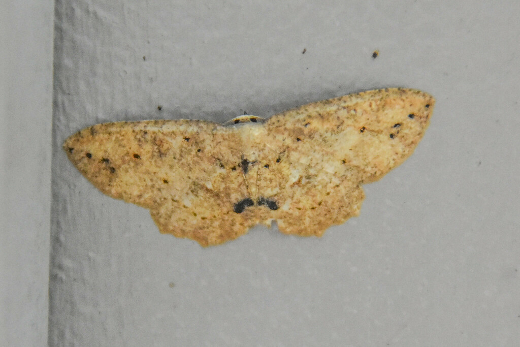 Chaetoceras casbiata