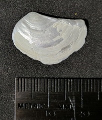 Heteroclidus punctatus