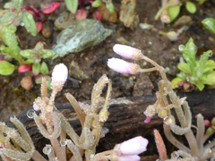 Claytonia exigua