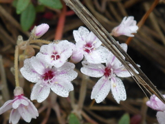 Claytonia exigua