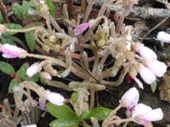 Claytonia exigua