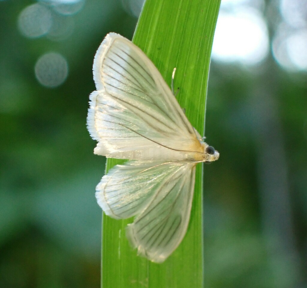 Syllepte striginervalis