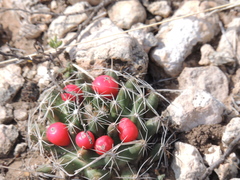 Escobaria missouriensis