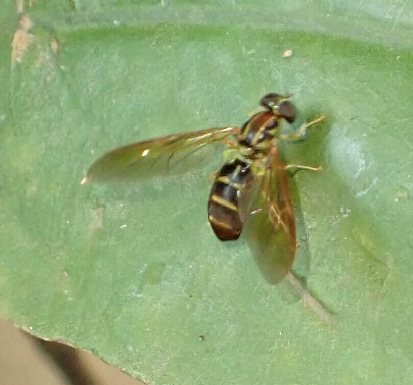 Chrysochlorina pluricolor