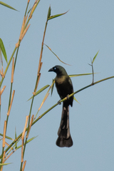 Crypsirina temia
