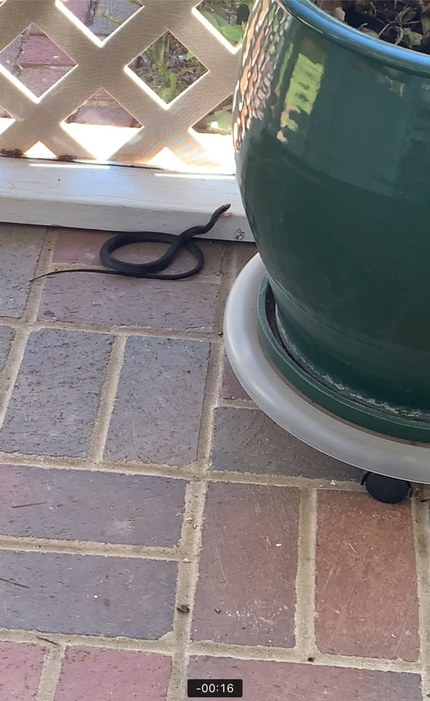 North American Racer from Union Grove Rd, Lexington, NC, US on October