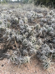 Grusonia clavata