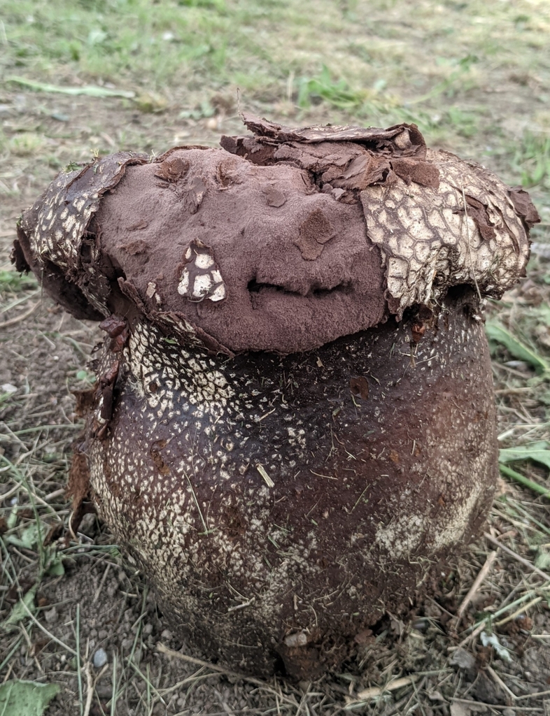 Calvatia cyathiformis · November 2023 · photo: © maricel_centi (iNaturalist, cc-by-sa)