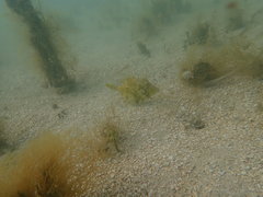 Monacanthus ciliatus