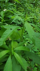 Verbesina walteri