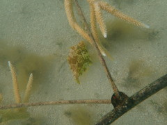 Monacanthus ciliatus