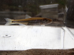 Notropis hypsilepis