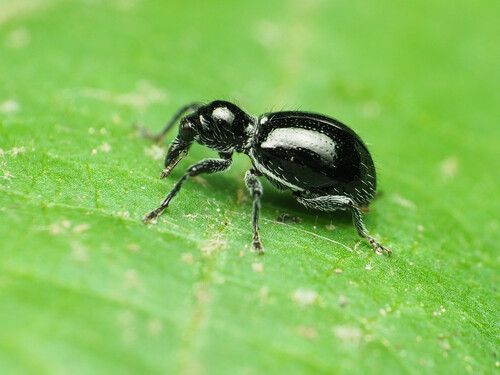Myrmex laevicollis