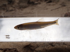 Notropis hypsilepis