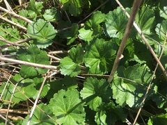 Sidalcea hendersonii