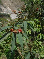 Rhytidophyllum bicolor