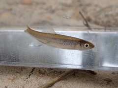 Notropis hypsilepis