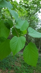 Tilia americana caroliniana