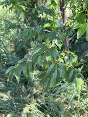 Libidibia monosperma
