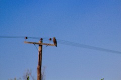 Circaetus cinerascens