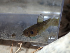 Ameiurus brunneus