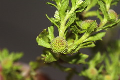 Centipeda aotearoana