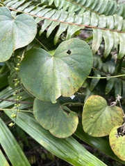 (c) harrier, some rights reserved (CC BY) Nephrolepis rivularis, photograph (c) harrier, some rights reserved (CC BY)