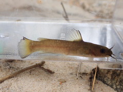 Ameiurus brunneus