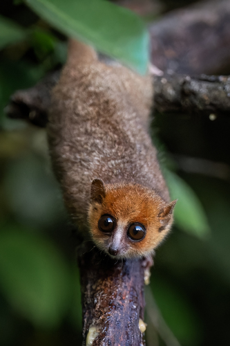 Rufous Mouse Lemur