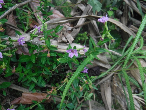 Cuphea parsonsia